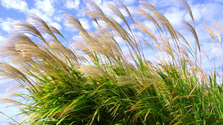 Japanese Susuki Grass or Japanese Pampas Grass in the wind at Miharashi hill in Ibaraki,Japan. Royalty-Free Stock Footage #1052492839