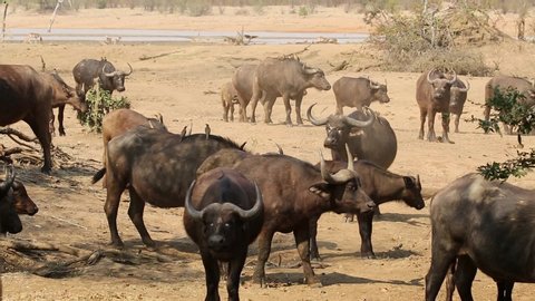 Herd of African buffaloes (Syncerus caffer) in natural habitat, Kruger National Park, South Africa