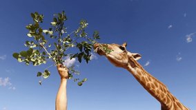 Portrait of a captive giraffe (Giraffa camelopardalis) being fed leaves from a tree branch
