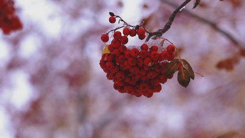 CU, slow motion: bright red ashberries on sorb tree thin branch covered with white ice on blurred background in winter forest extreme close view