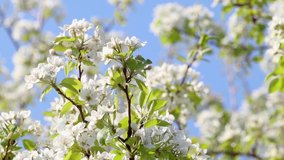 Pear tree spring delicate white flowers bloom in garden with green leaves and blurred waving in wind slow-motion video.