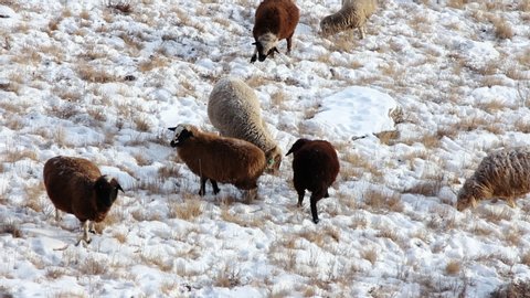 Herd of sheep grazes in snowy pasture, dry grass makes its way through thickness of snow, small snow drifts, herd in wild, winter grazing, chic animal hair, slowly chew, graze, agriculture in winter