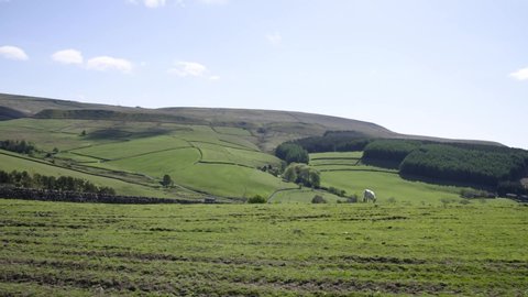 Hilly landscape of a farmers field with a lonely cow