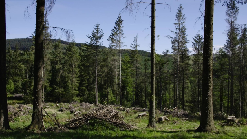 Deforestation patch in the middle of dense forest in England