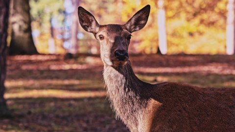 Deer in autumn forest (close)