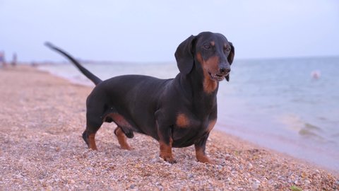 Active playful dachshund barks standing on empty sandy beach, jumping away from tide wave and digging the sand. Energizing little black and tan dog on outdoor walk, seashore of resort in dull season.