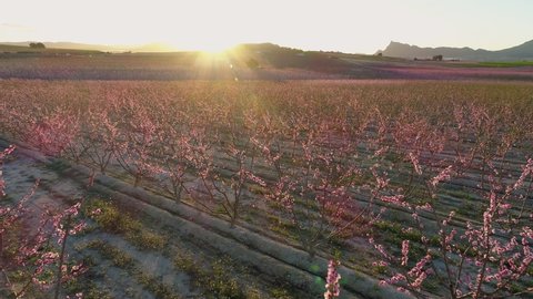 Aerial view over the blossoming peach trees with the sun rising between the mountains.