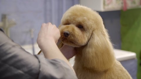 groomer combs red hair on ears of small cute puppy of toy poodle or maltipoo. very nice dog's haircut.