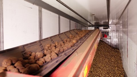 CHERKASY, UKRAINE, APRIL 28, 2020: After sorting and culling at warehouse, potatoes are placed on conveyor belt, then loaded on truck for further transportation to potato processing plant . potato