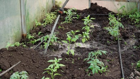Young tomato and pepper seedlings are watered from a hose.
