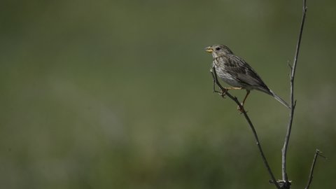 Corn bunting on the dry plant