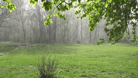 branch of an apple tree with green foliage and heavy rain in the sunlight against the background of a meadow and forest. Video with sound. Spring season. 4K Relaxation Video. Ukraine. Europe.