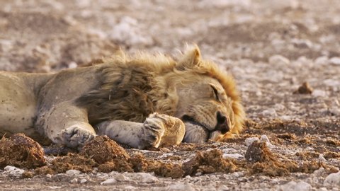 Lion (Panthera Leo) sleeping in Etosha National Park, Namibia