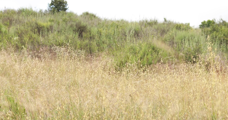 CIRCA 2020 - A man throws toilet paper like a football in a field during the Covid-19 coronavirus pandemic epidemic.