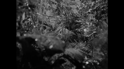 CIRCA 1951 - A leopard and birds watch as a woman stalks an ape man through a jungle, and she finds her husband with his foot caught in a trap.