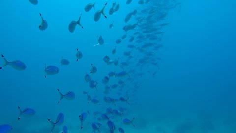 School of fish Blue fusilier in blue water - Abu Dabbab, Marsa Alam, Red Sea, Egypt, Africa
