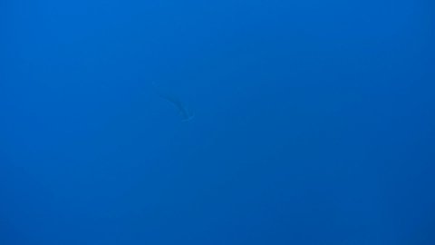 Silhouette of smooth hammerhead shark in blue water - Abu Dabab, Marsa Alam, Red Sea, Egypt, Africa
