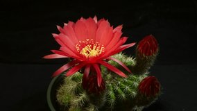 A torch cactus blooming in time lapse showing red flowers bloom and fade. 
