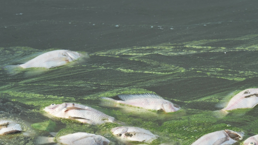 Dead fish floating in algae bloom.Water pollution  | Shutterstock HD Video #1052531777