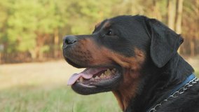 Breed dog - Rottweiler in coniferous forest close-up on a sunny day. 4K UHD still video camera, 2x slow motion.