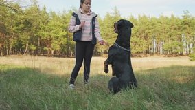 The dog performs the commands of the hostess. Walk in the coniferous forest with your best friend and bodyguard - a dog. 4K UHD still video camera, 2x slow motion.