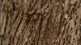 Bark of brown wood close-up rotates 4k.Clear place for your text. Empty space for your title Copyspace logo to blank design.