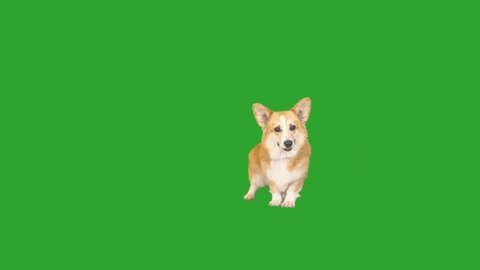 welsh corgi dog on a green screen