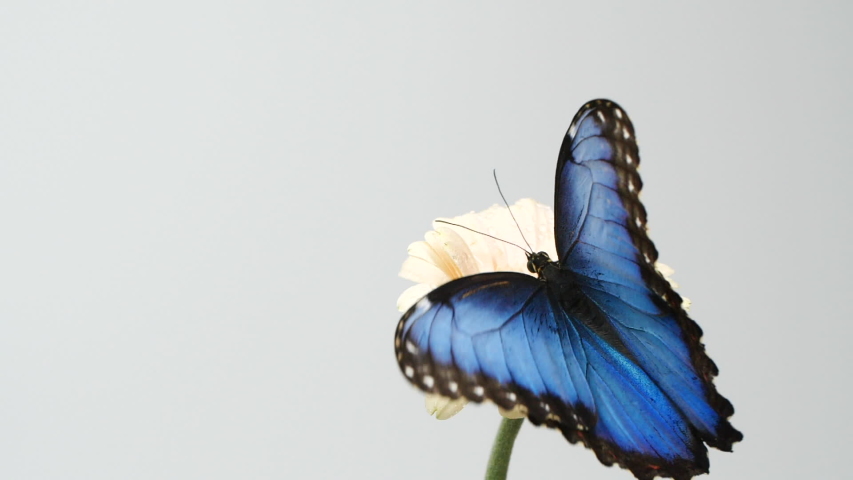Slow motion of beautiful blue silk morpho butterfly opening wings on a daisy flower on grey background with copy space Royalty-Free Stock Footage #1052545862