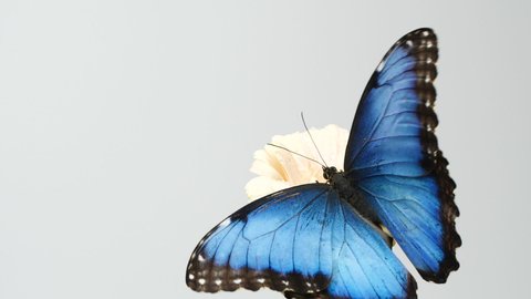 Slow motion of beautiful blue silk morpho butterfly opening wings on a daisy flower on grey background with copy space