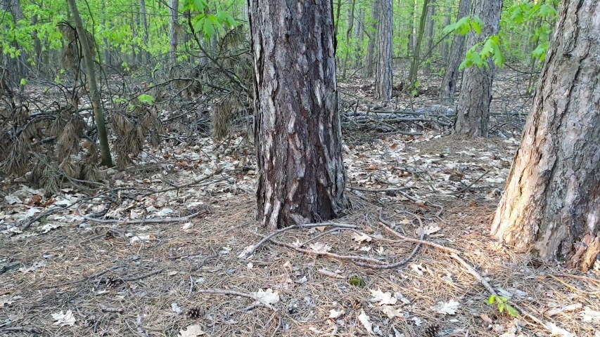 Dry forest litter during  drought in Poland, Mazovian disctrict
