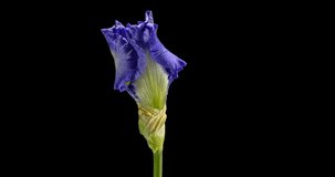 Accelerated video of opening petals process of the blue white iris flower, isolated on black background