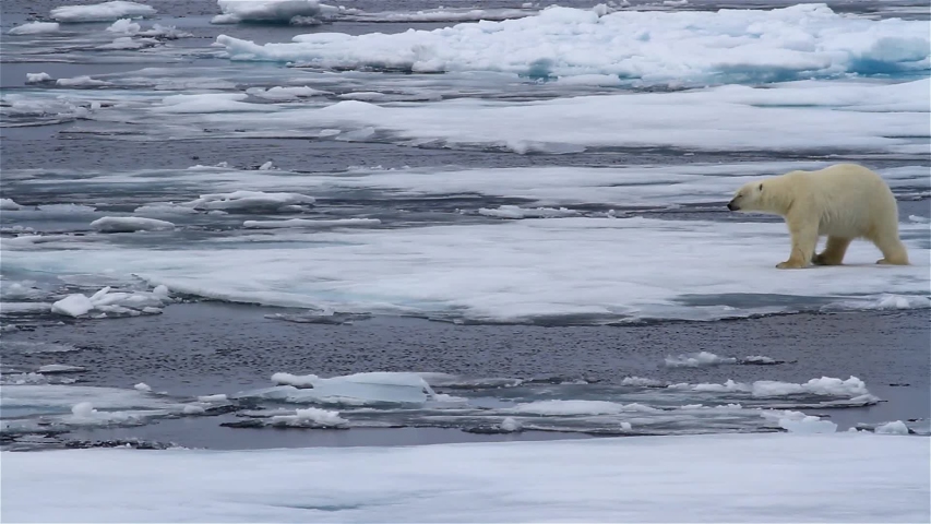Polar bear Jump between ice flows, Arctic Ocean, Svalbard
Polar bear, male crossing sea channels between ice flows, Arctic Ocean, Svalbard
 Royalty-Free Stock Footage #1052563199