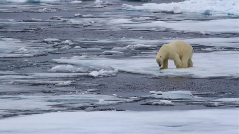 Polar bear Jump between ice flows, Arctic Ocean, Svalbard
Polar bear, male crossing sea channels between ice flows, Arctic Ocean, Svalbard
