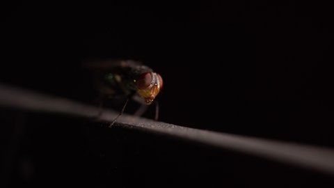 Fly insect blowing and sucking saliva droplet on mouth on dark background