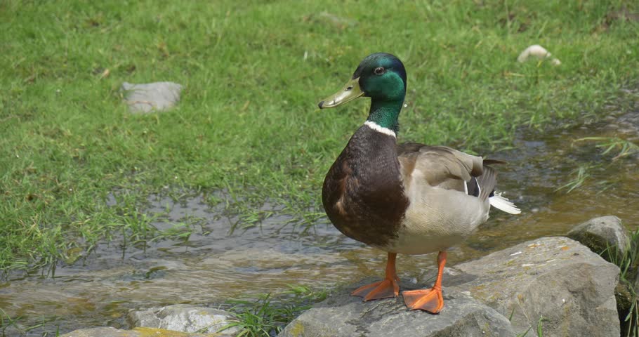 Mallard,Wild Duck,Anas Platyrhynchos,Gray, Is Turning green Had, Standing on the Stone on the stream bank, meadow, zoo,summer sunny day, outdoors Royalty-Free Stock Footage #10525664
