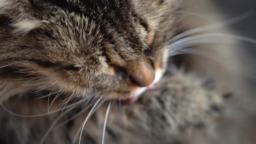 cute tabby domestic cat washing close Stock Footage Video (100% Royalty ...