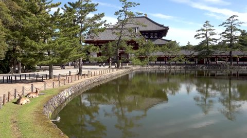 Nara. Japan     3.1.2017         footage of the historic and holy city of Nara in Japan   , taken by handheld camera