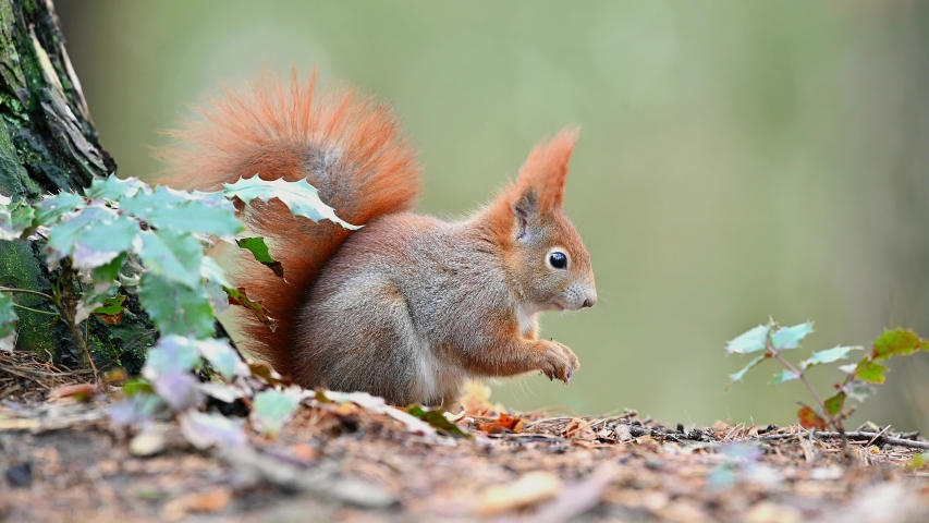 Red Squirrel Climbing up a Tree image - Free stock photo - Public ...