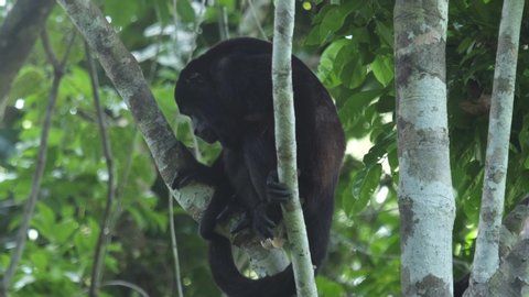Mantled howler monkeys (Alouatta palliata) relax on the tree in a forest in Costa Rica