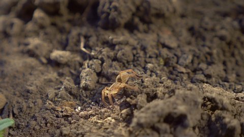closeup. brown earthen spider on the background of freshly dug soil.