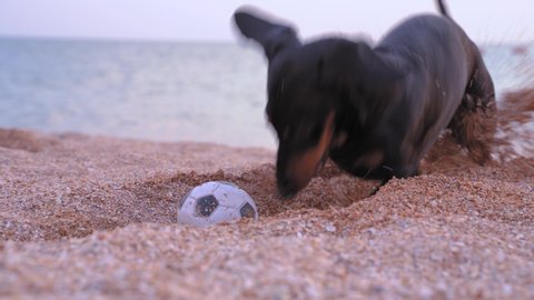 Funny playful dachshund digs a big hole on the beach, playing with ball. Energizing little black and tan dog on outdoor walk, seashore with quartz sand, sea and clean horizon as a background.