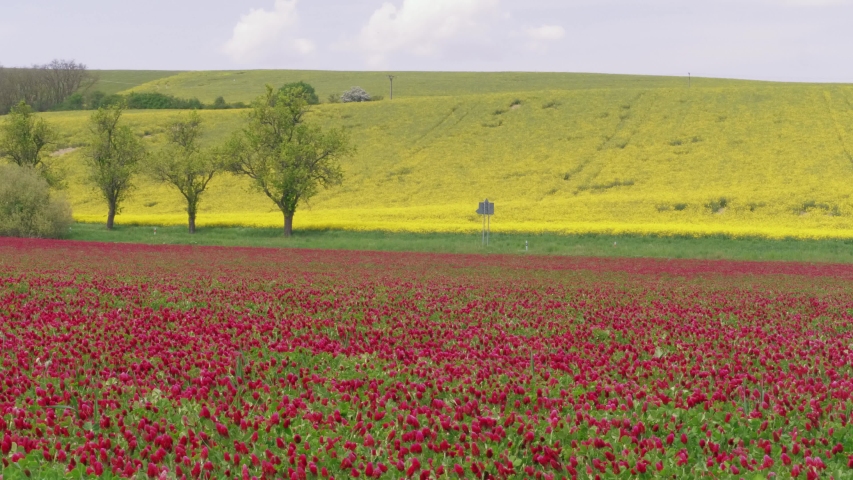 One unrecognizable white car driving by empty road between flowering crimson clover and yellow rape fields. Automobile rides by way in flowers. Roadway to weekend on nature near spring blooming meadow