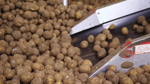 CHERKASY, UKRAINE, APRIL 28, 2020: close-up, special machine, equipment, serves potatoes on sorting conveyor belt in warehouse. potato harvest, Potatoes storage. potato raw materials for food industry