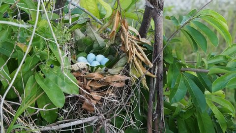  Black parrot eggs in a nest in a guanabana tree.
