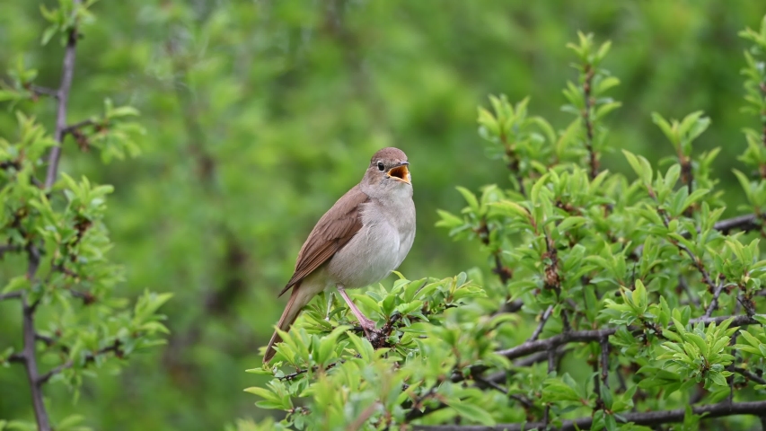 Singing nightingale bird.The common nightingale or simply nightingale (Luscinia megarhynchos), also known as rufous nightingale, is a small passerine bird best known for its powerful song. | Shutterstock HD Video #1052603126