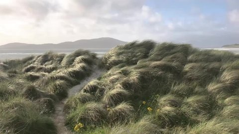 Beach at Luskentyre with dune grasses blowing in the foreground, Isle of Harris, Outer Hebrides, Scotland