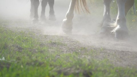 Uprising dust under the horse's and ponies hooves. Legs of a galloping horse herd on dusty road. Slow motion