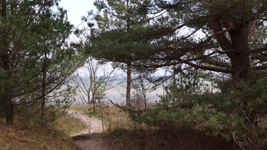 A Small Path/Trail Leading Through a Pine Forest to the Beach at the Gulf of Riga. Baltic Sea Destination