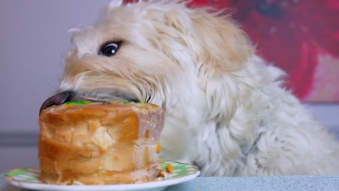 can dogs eat peanut butter with honey