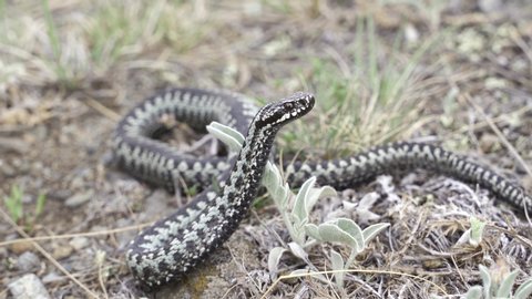Venomous adder viper snake (Vipera berus) attack and bite
